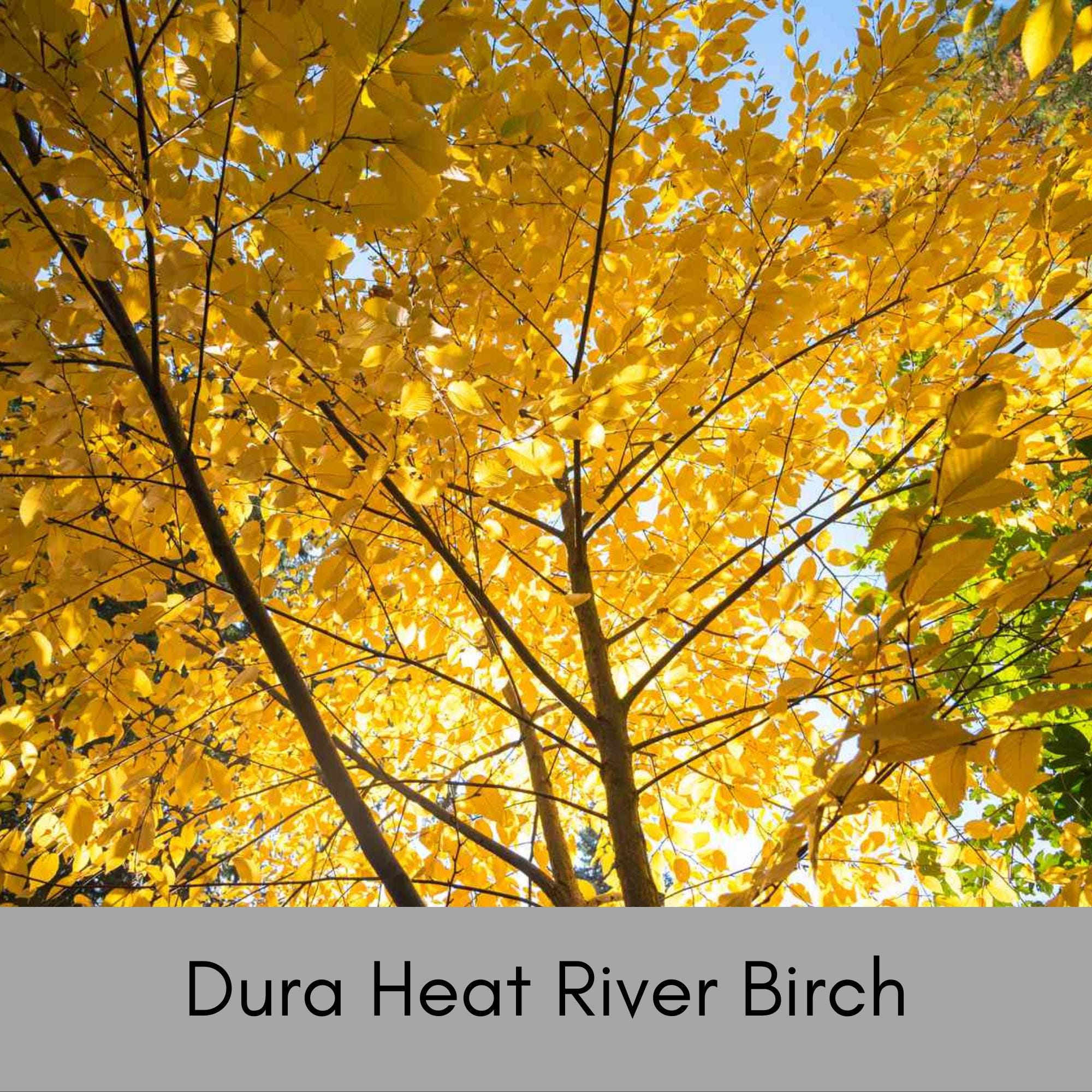 Fall Color Trees for Sale – Vibrant Autumn Foliage Trees | Ardent Gard ...