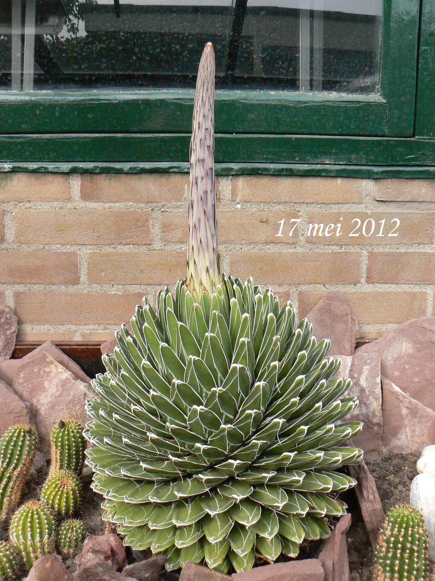 Agave 'Queen Victoria' | Agave victoriae-reginae