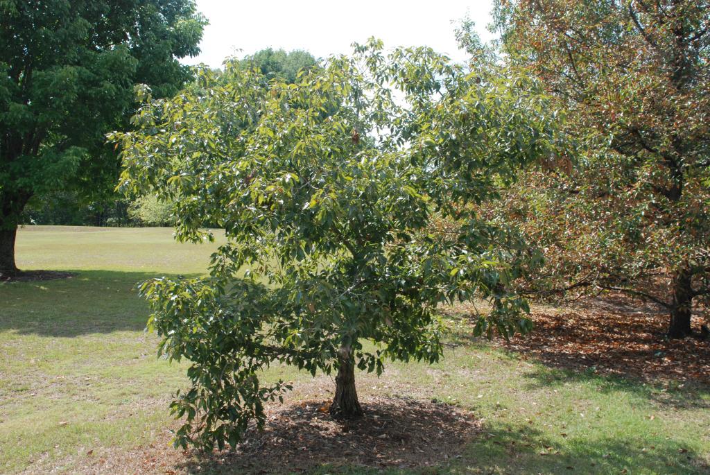 Dwarf Chinkapin Oak Seedling | Quercus prinoides
