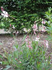 Guara 'Crimson Butterflies' | Gaura lindheimeri