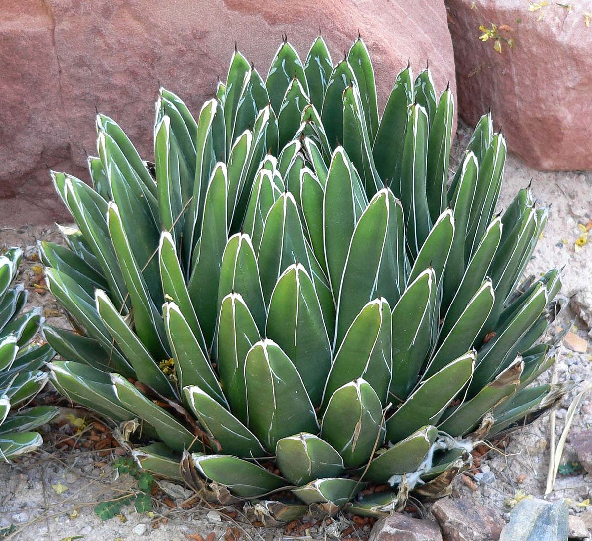 Agave 'Queen Victoria' | Agave victoriae-reginae