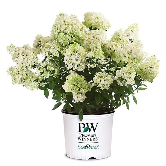 Bobo® Hydrangea | Hydrangea paniculata 'ILVOBO'