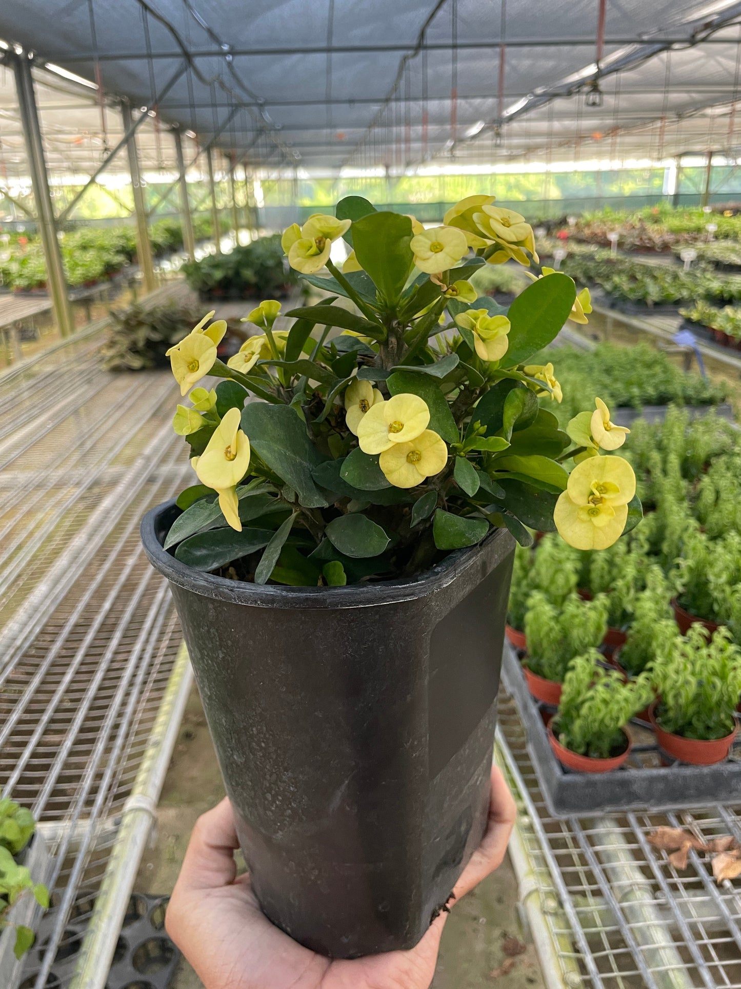 Crown of Thorns | Long-Lasting Red & Yellow Flowering Plant | Ardent Gardeners