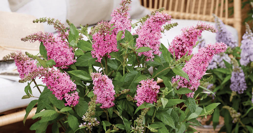 Li’l Taffy™ Butterfly Bush – Butterfly Candy Collection