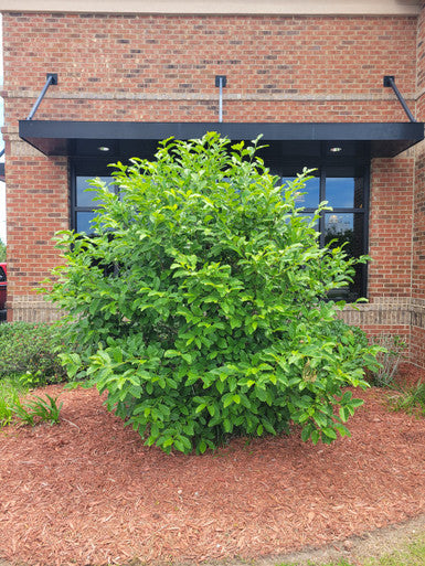Jane Magnolia Tulip Tree