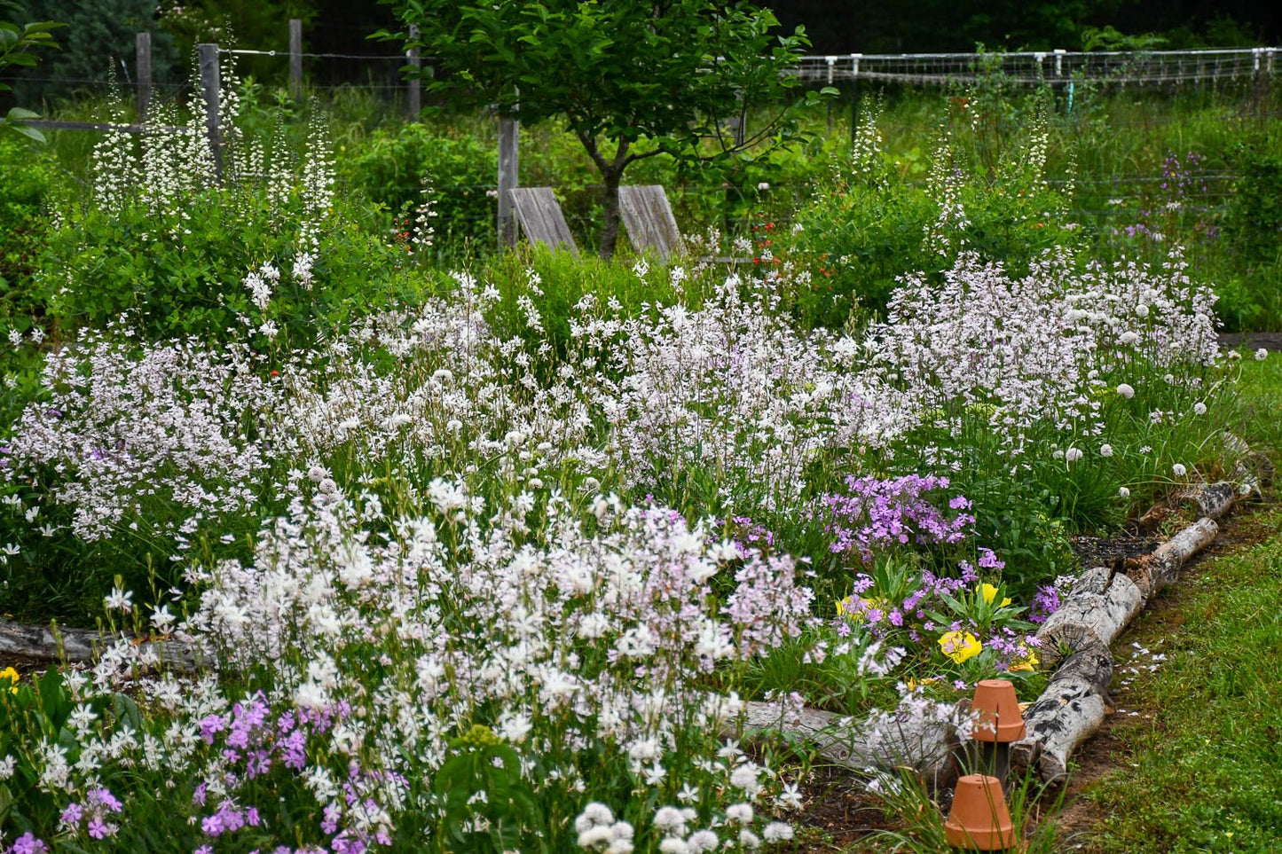 Gaura 'White Sprinkles' | Gaura lindheimeri 'White Sprinkles'