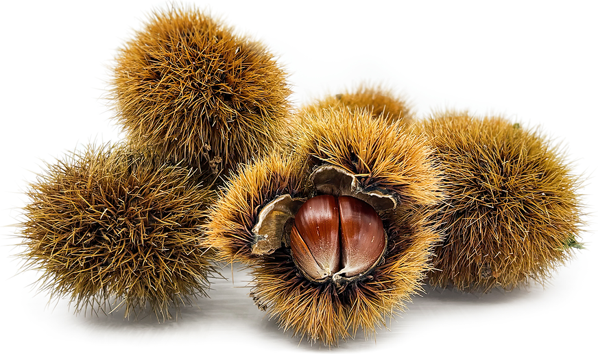 Hybrid Chestnut Seeds | Fast-Growing, Blight-Resistant Trees