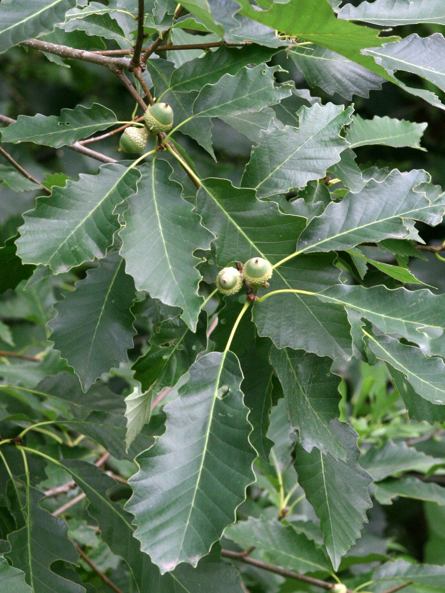 Dwarf Chinkapin Oak Seedling | Quercus prinoides