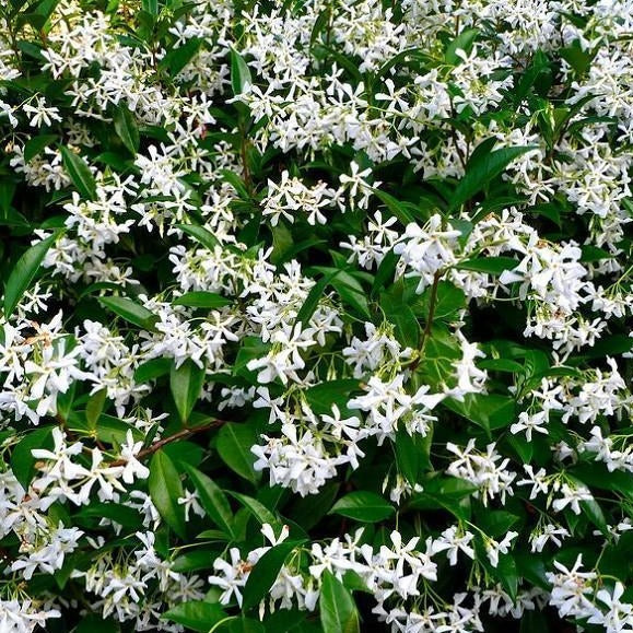 Star Jasmine – Trachelospermum jasminoides