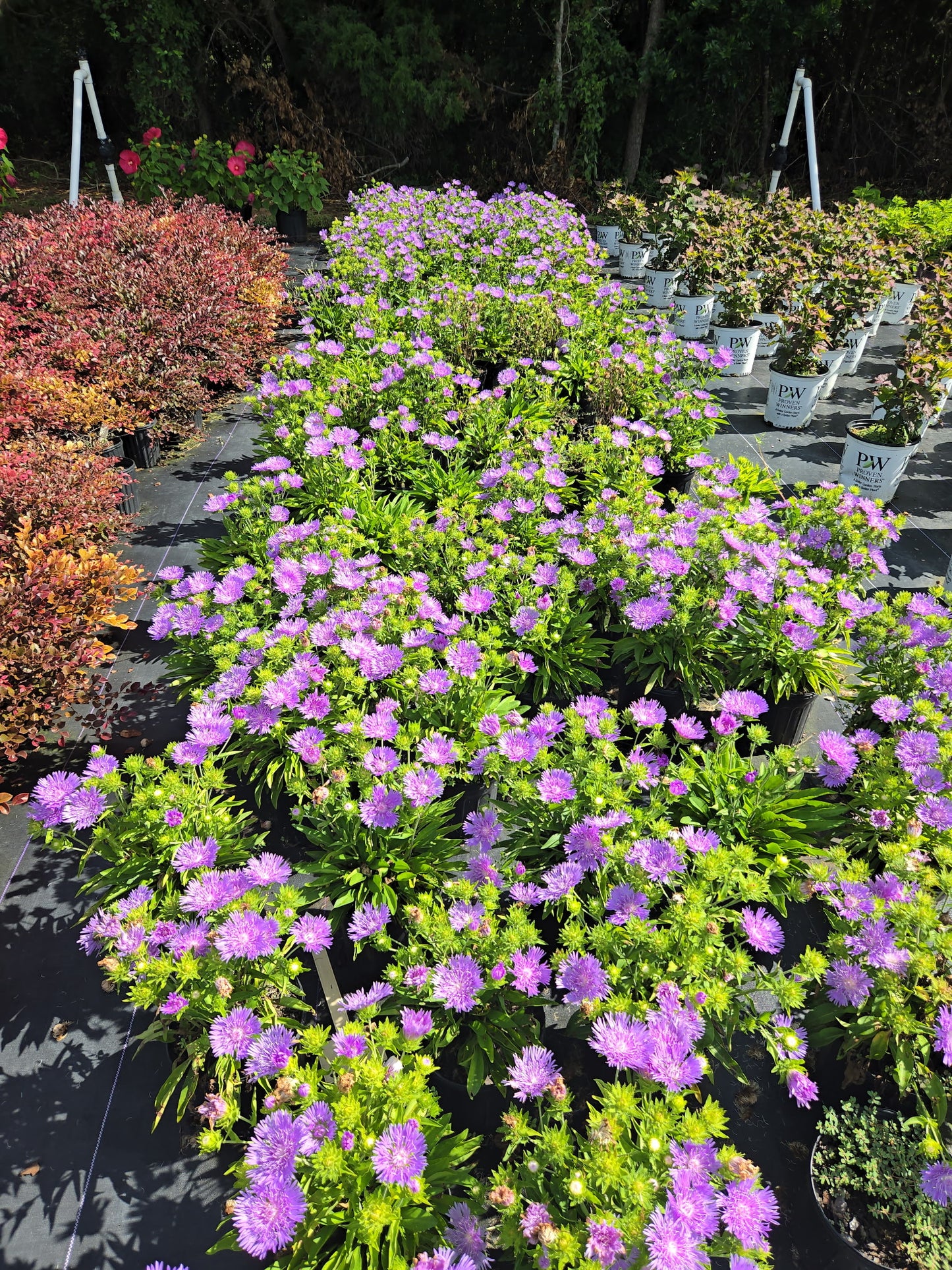 Peachie’s Pick Stokes’ Aster | Stokesia hybrid
