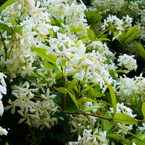 Star Jasmine – Trachelospermum jasminoides