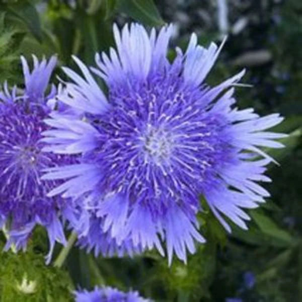 Peachie’s Pick Stokes’ Aster | Stokesia hybrid