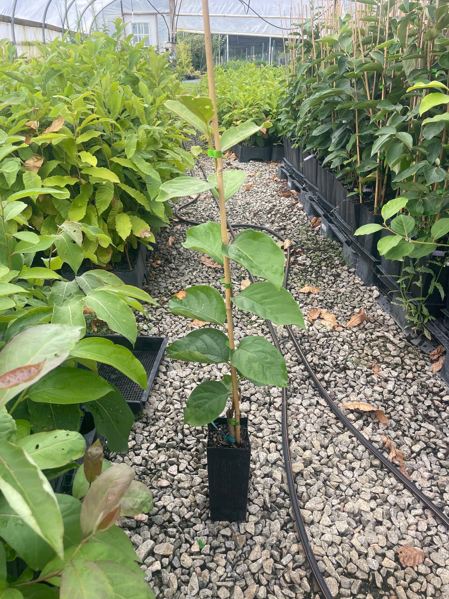 Fuyu Persimmon Tree | Diospyros kaki 'Fuyu'