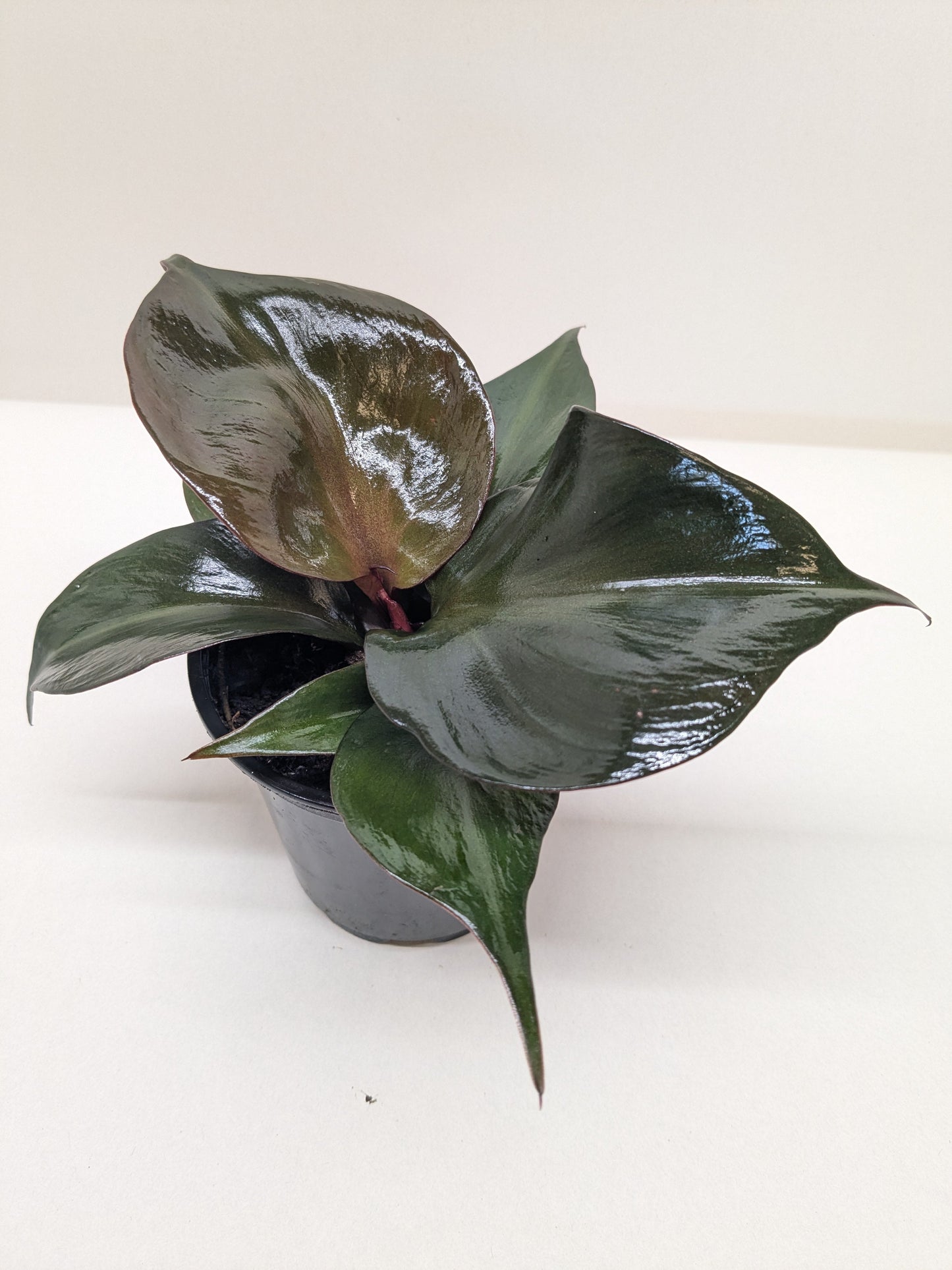 Philodendron Red Heart | Red Foliage Tropical Plant | Ardent Gardeners