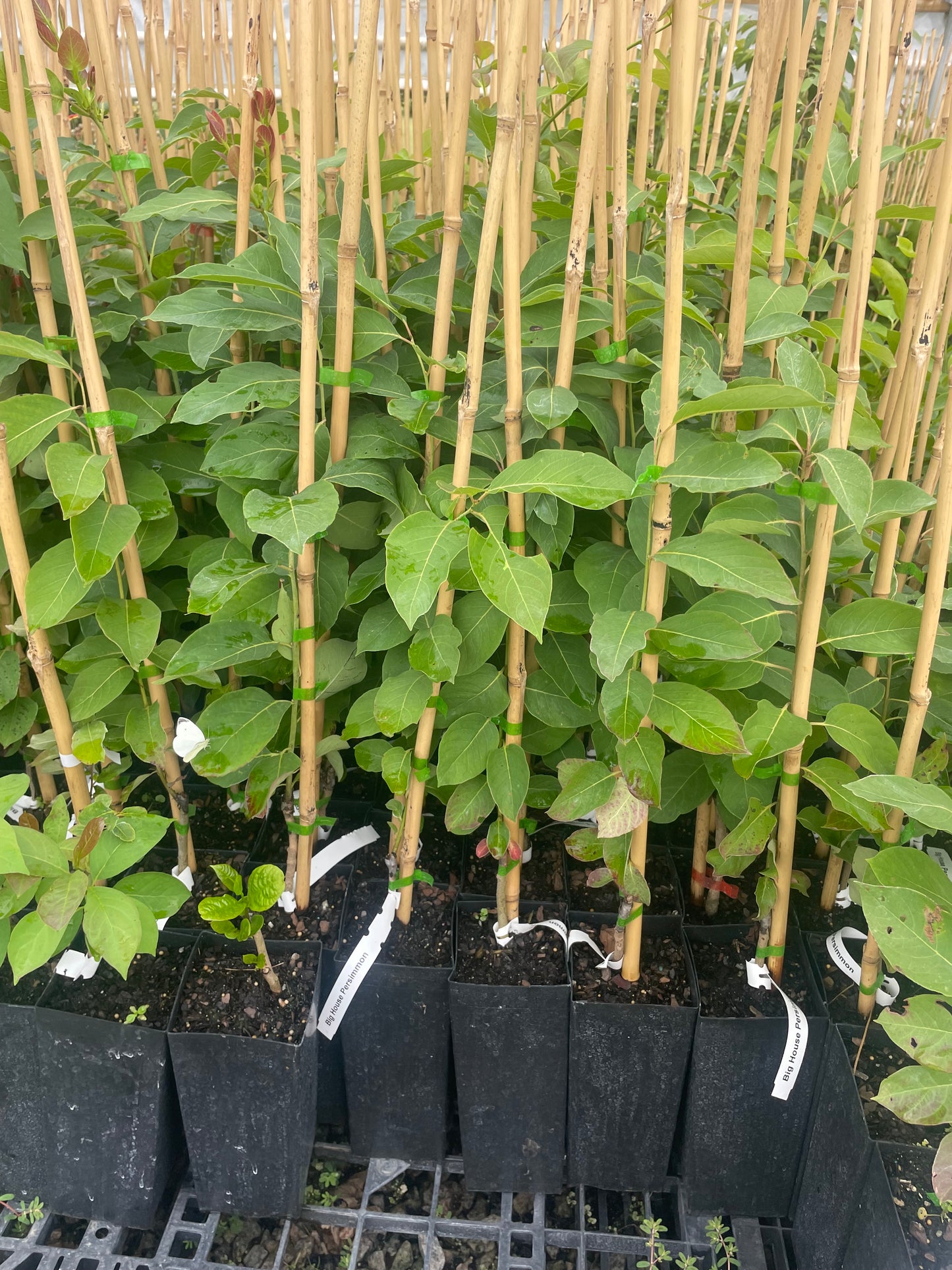Fuyu Persimmon Tree | Diospyros kaki 'Fuyu'