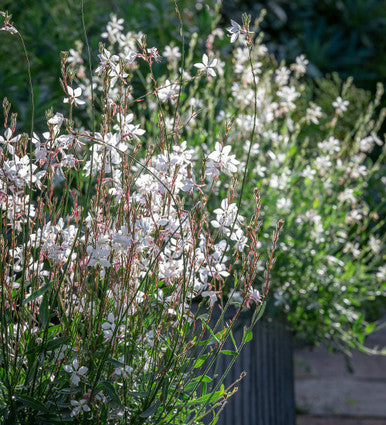 Gaura 'White Sprinkles' | Gaura lindheimeri 'White Sprinkles'