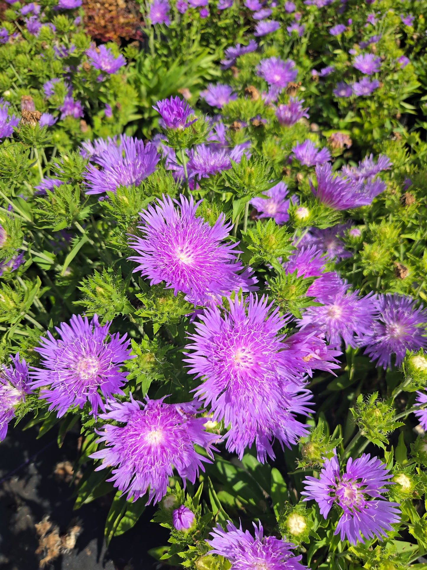Peachie’s Pick Stokes’ Aster | Stokesia hybrid