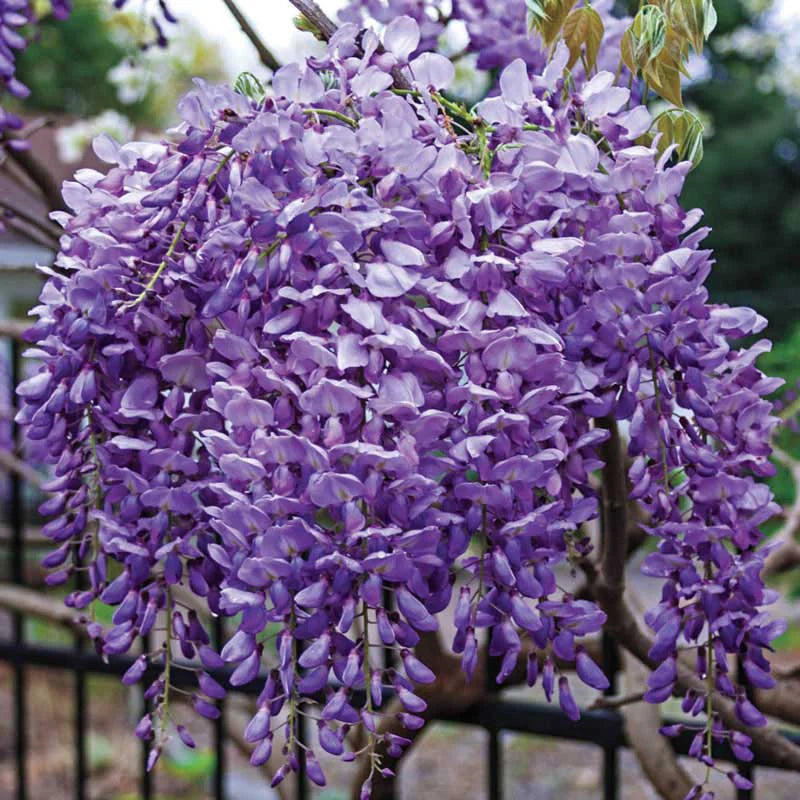 Blue Moon Wisteria
