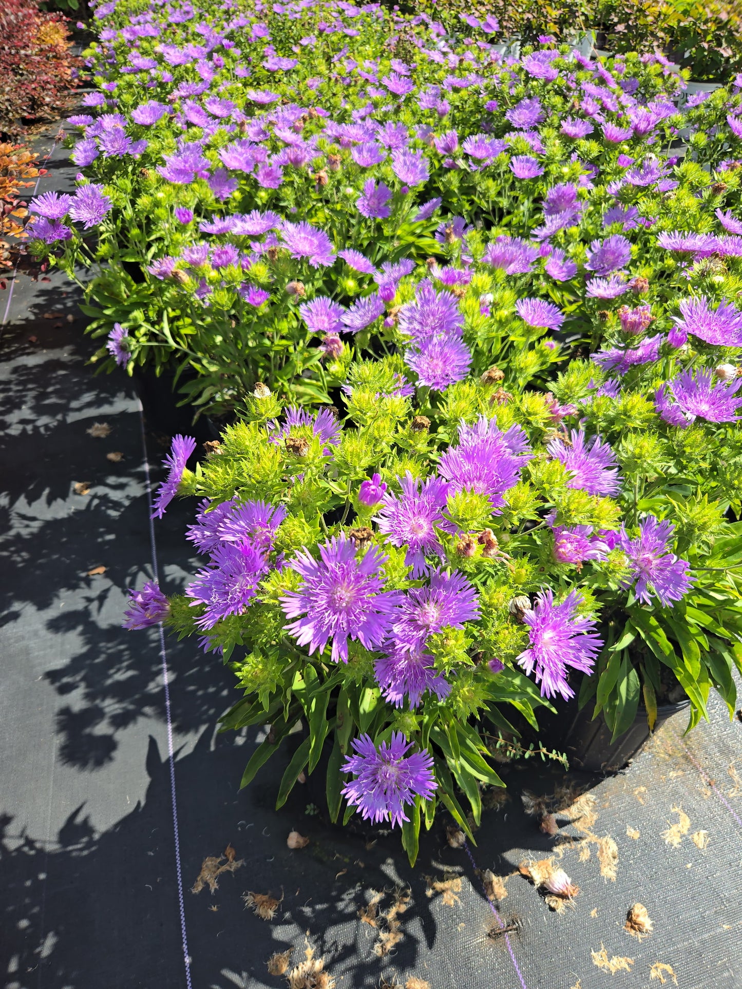 Peachie’s Pick Stokes’ Aster | Stokesia hybrid