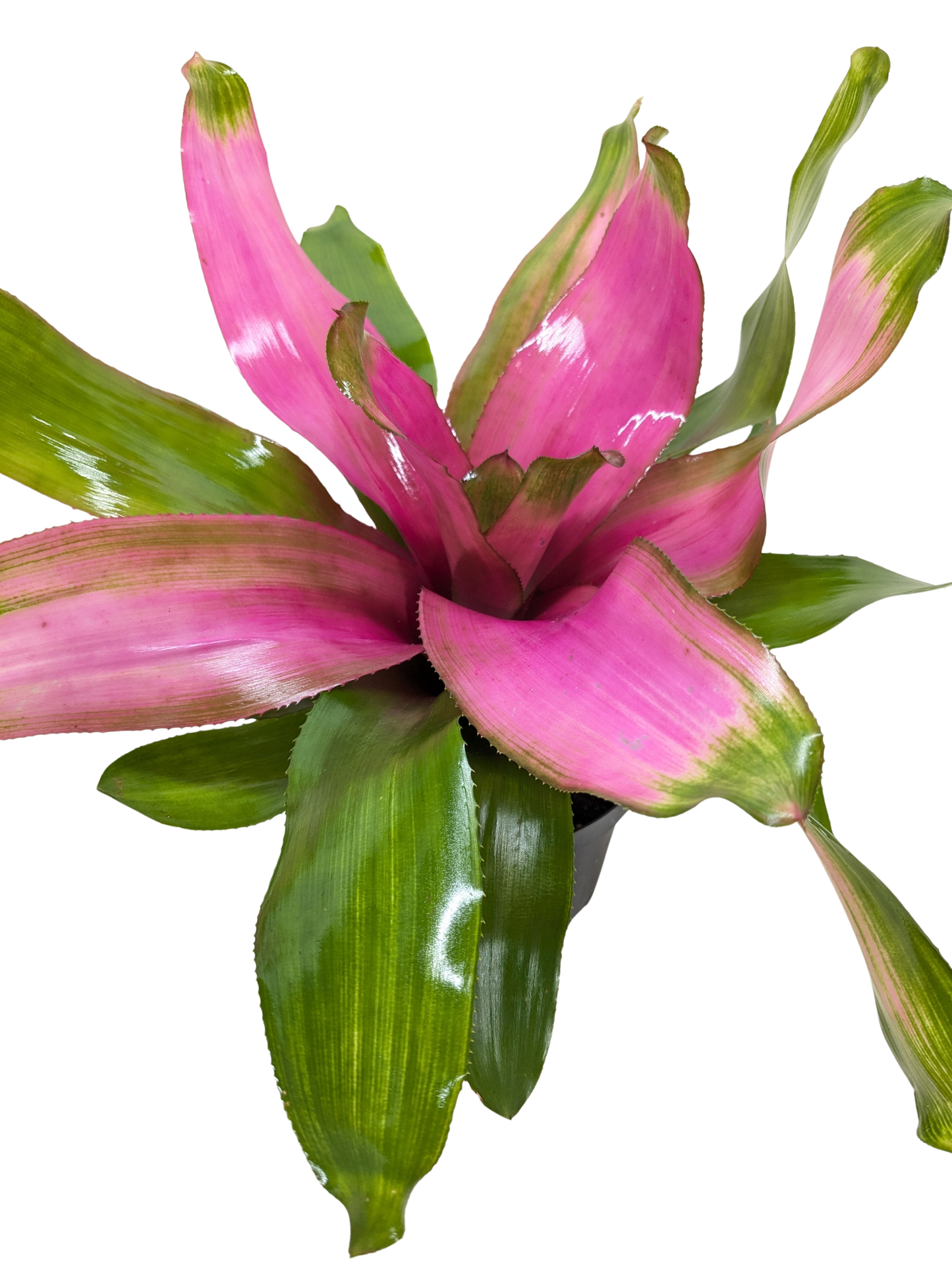 Bromeliad Donna | Pink Flowering Tropical Plant | Ardent Gardeners