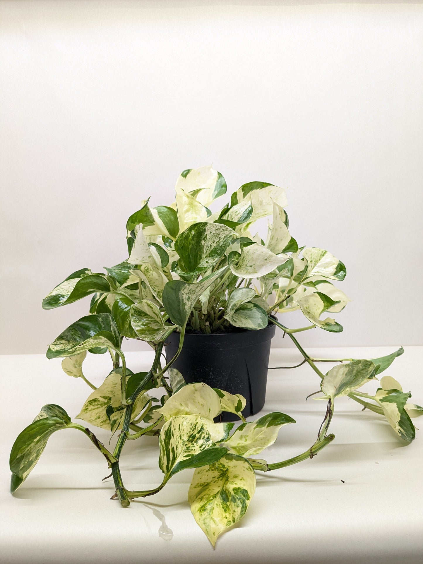 Pothos Manjula | Variegated Trailing Plant with Marble Leaves | Ardent Gardeners