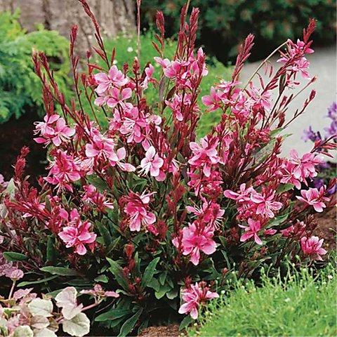 Gaura 'Siskiyou Pink' | Gaura lindheimeri ‘Siskiyou Pink'