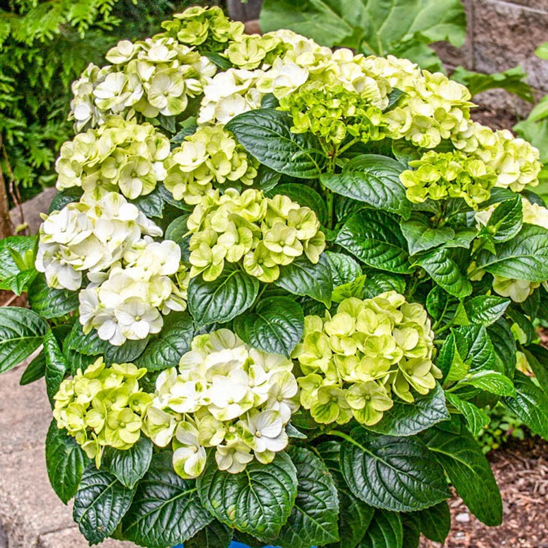 Grin and Tonic™ Hydrangea – Vibrant Lime Blooms, Easy Care!