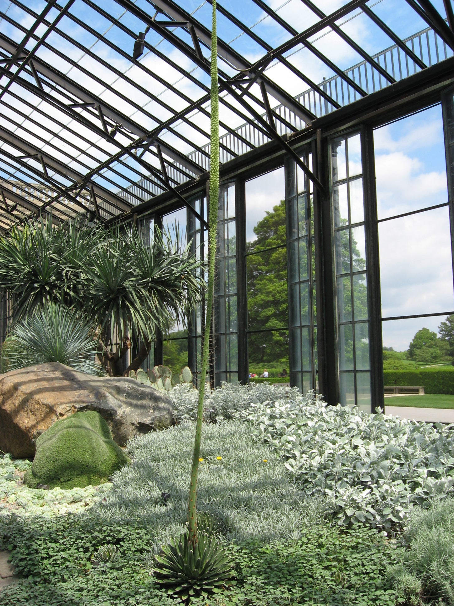 Agave 'Queen Victoria' | Agave victoriae-reginae