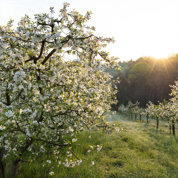 Mattamuskeet Apple Trees | Malus domestica 'Mattamuskeet'