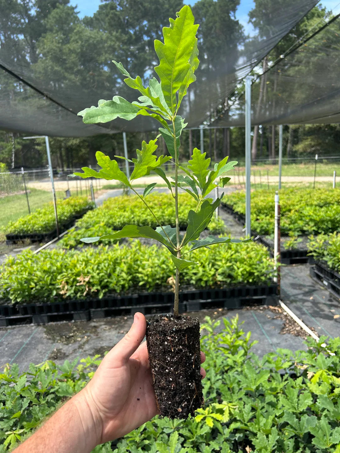 Bimundor’s Oak Seedling | Quercus × bimundorum