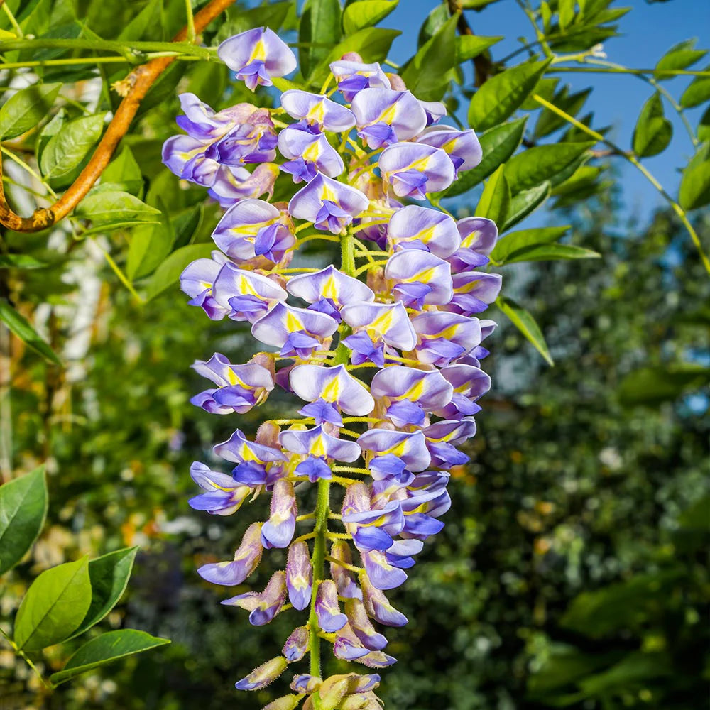 Blue Moon Wisteria