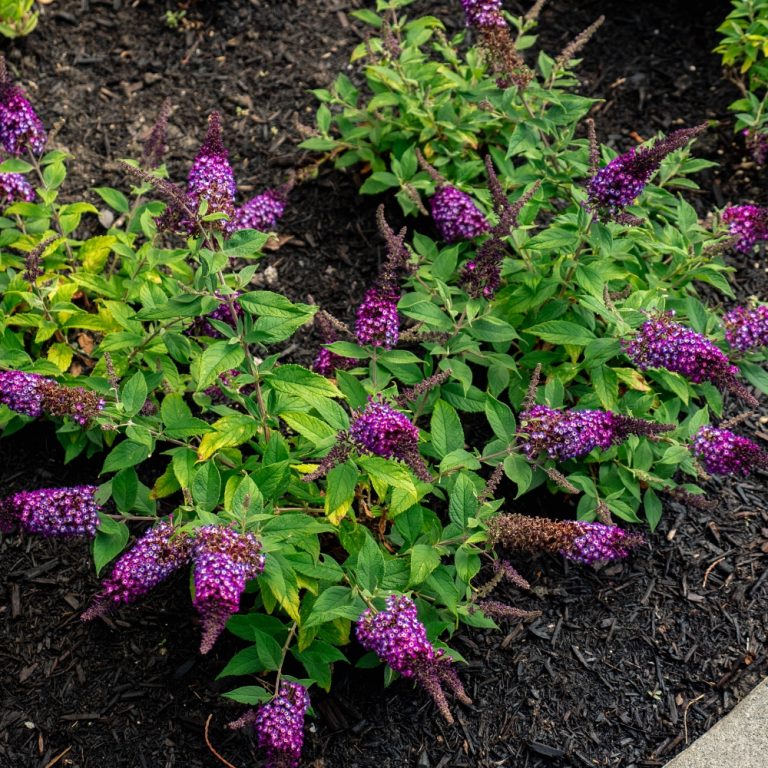Blueberry Pie™ Butterfly Bush – Fragrant Purple-Blue Blooms That Attract Pollinators