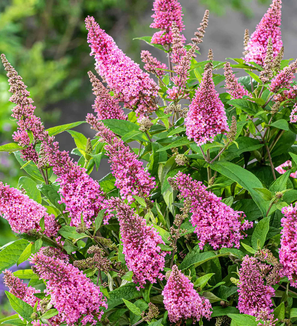 Li’l Taffy™ Butterfly Bush – Butterfly Candy Collection