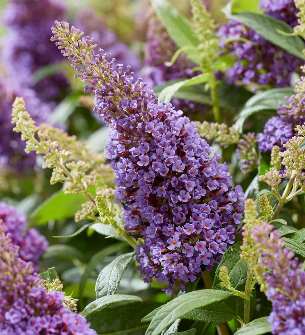 Li’l Lavender™ Butterfly Bush – Butterfly Candy Collection