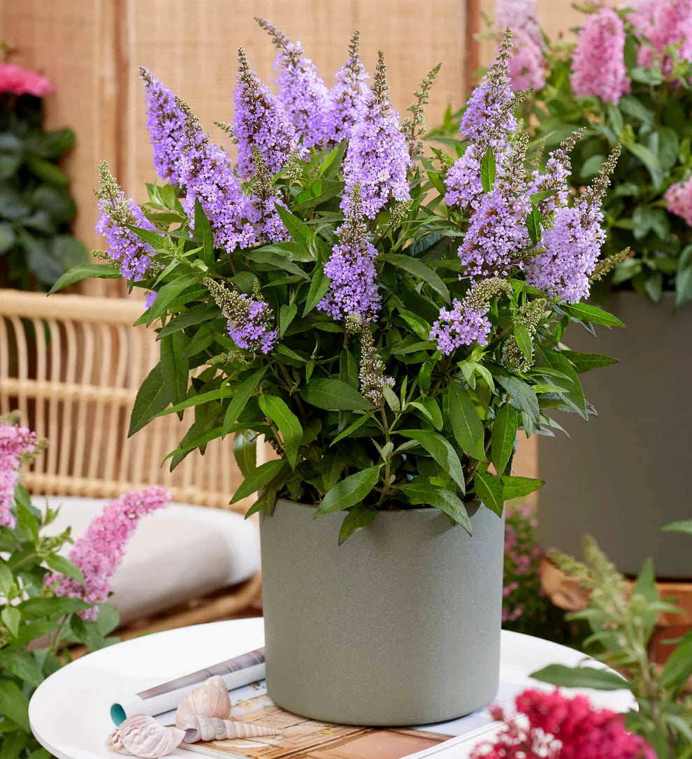 Li’l Lavender™ Butterfly Bush – Butterfly Candy Collection