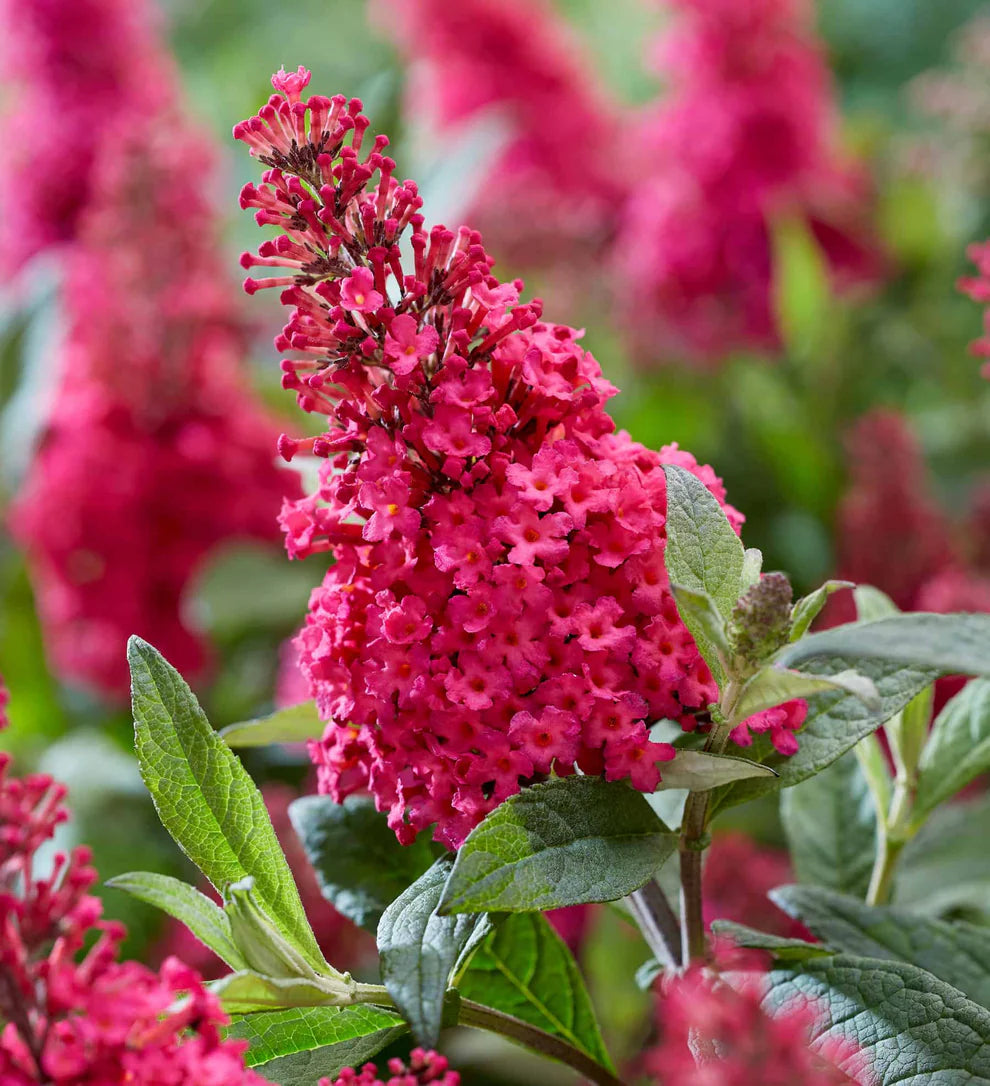 Li’l Raspberry™ Butterfly Bush – Butterfly Candy™ Collection