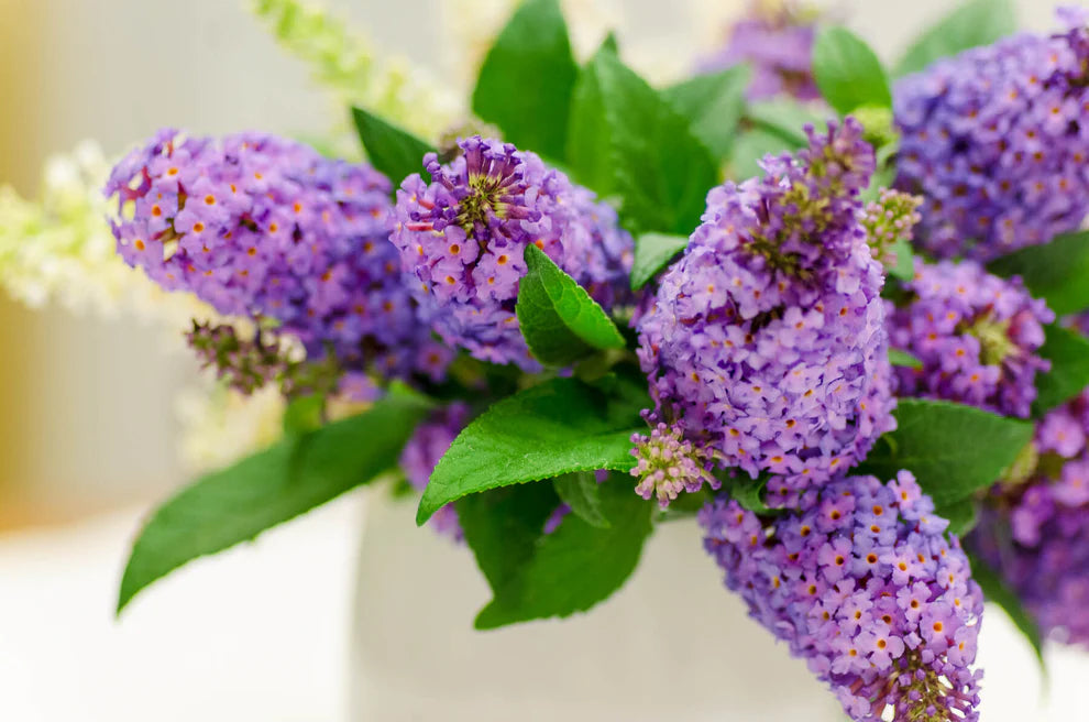 Li’l Lavender™ Butterfly Bush – Butterfly Candy Collection