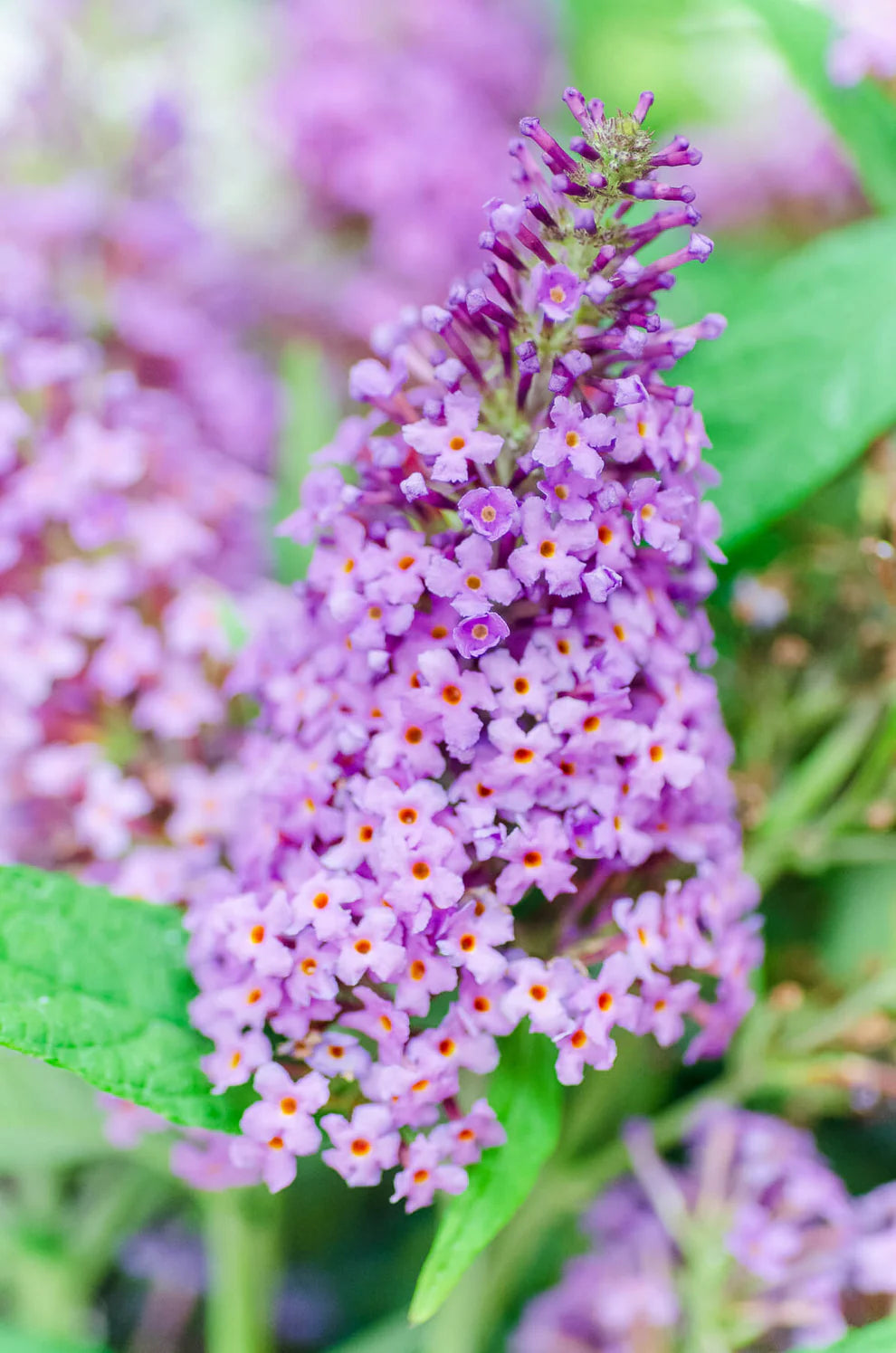 Li’l Lavender™ Butterfly Bush – Butterfly Candy Collection