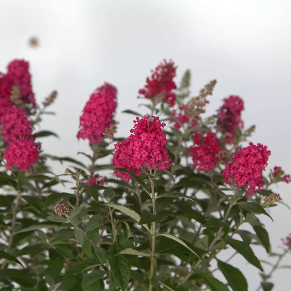 Li’l Raspberry™ Butterfly Bush – Butterfly Candy™ Collection