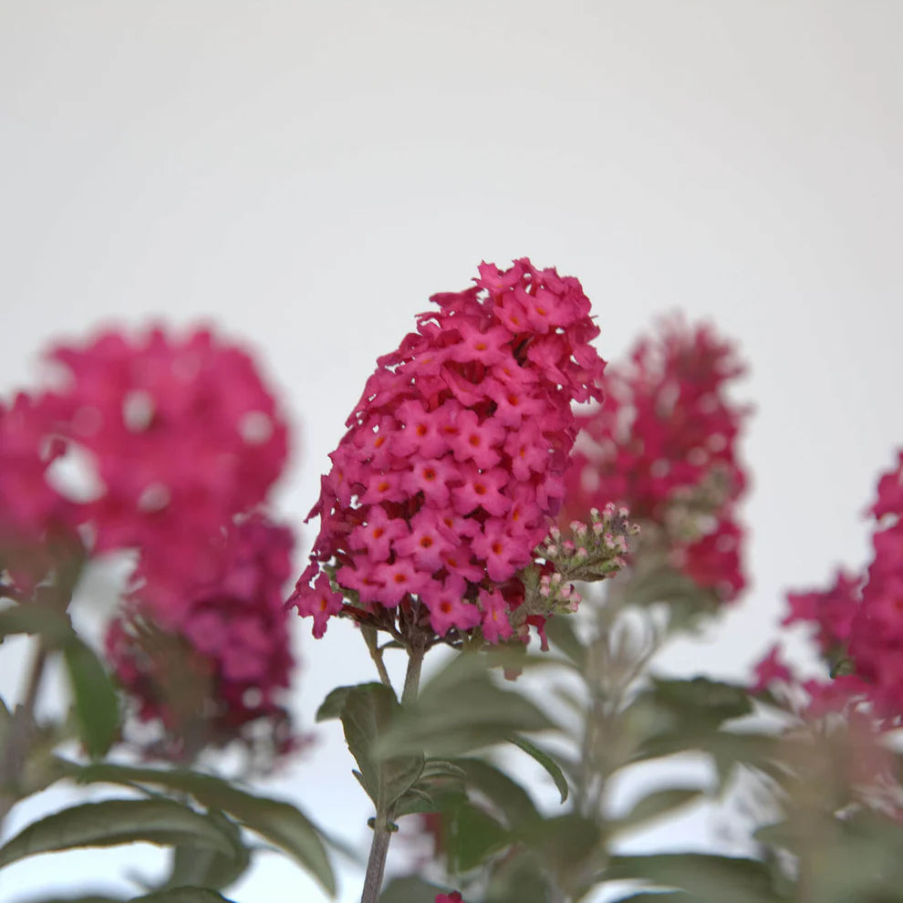 Li’l Raspberry™ Butterfly Bush – Butterfly Candy™ Collection
