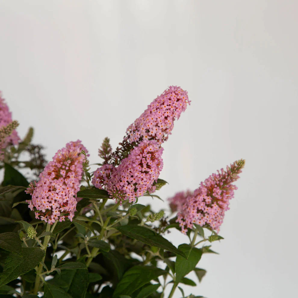 Li’l Taffy™ Butterfly Bush – Butterfly Candy Collection