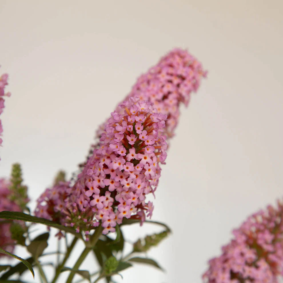 Li’l Taffy™ Butterfly Bush – Butterfly Candy Collection
