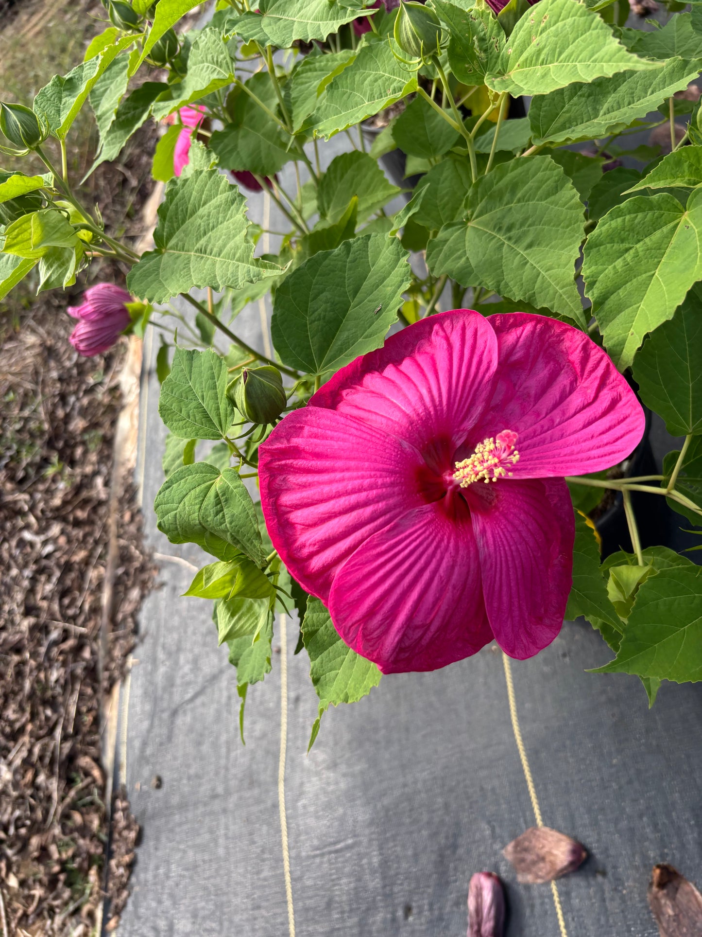 Luna Rose Hibiscus | Hibiscus moscheutos 'Luna Rose'