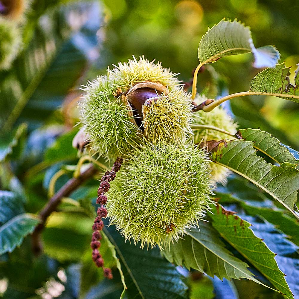 Chinese Chestnut – Castanea mollissima