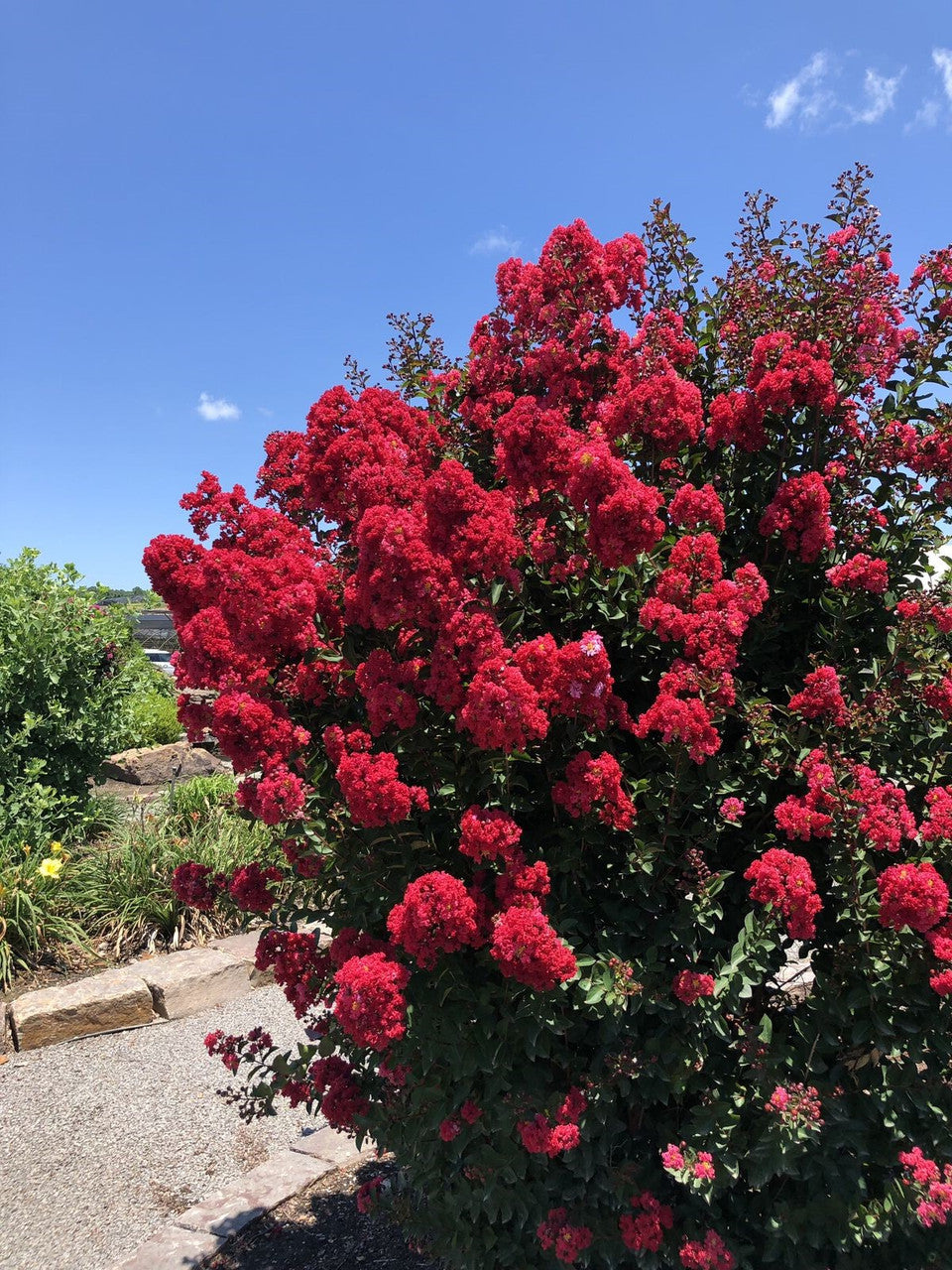 Red flowering shrub against a blue sky