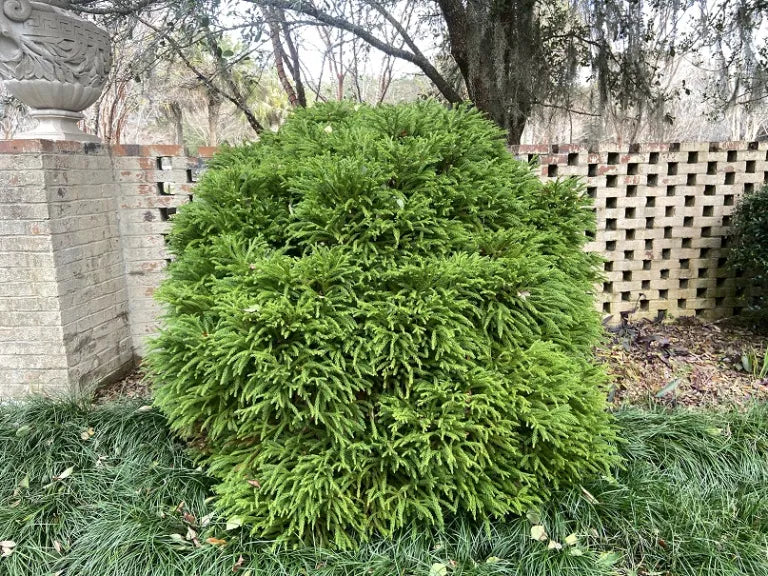 Dwarf Japanese Cedar – Cryptomeria ‘Globosa Nana’