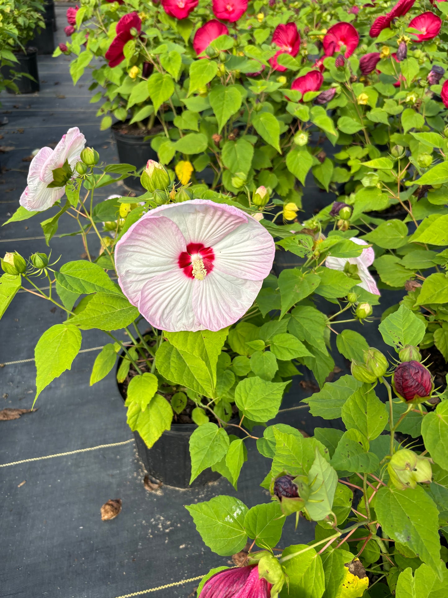Luna Pink Swirl Hibiscus | Hibiscus moscheutos 'Luna Pink Swirl'