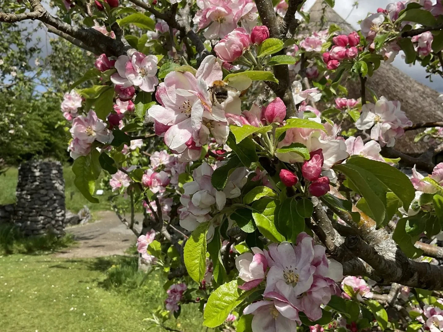 Terry Winter Apple Tree | Malus domestica ' terry winter'