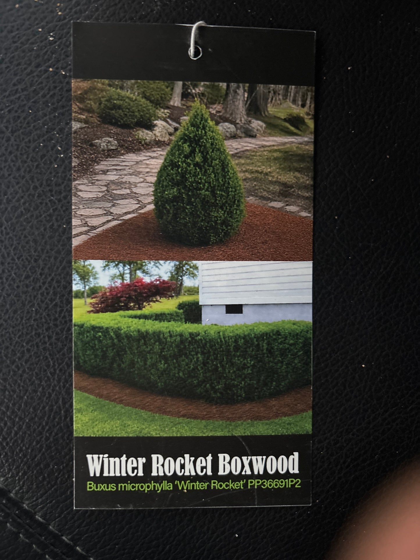 Winter Rocket Boxwood | Fast-Growing Upright Evergreen Shrub