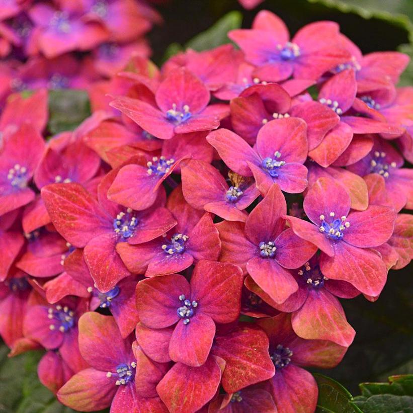 Pistachio Hydrangea | Hydrangea macrophylla 'Horwack'
